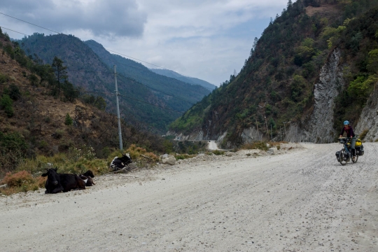 Sharing the road with cows