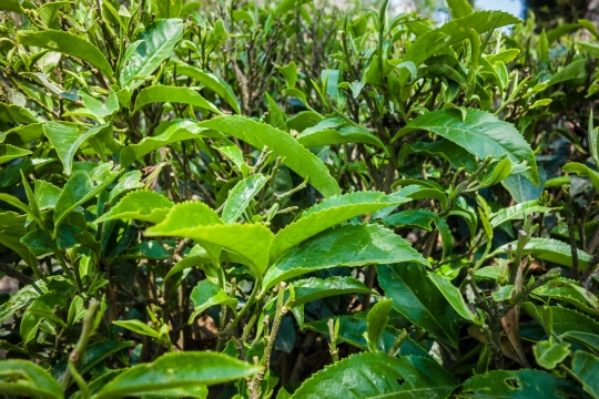 Tea at Happy valley tea estate