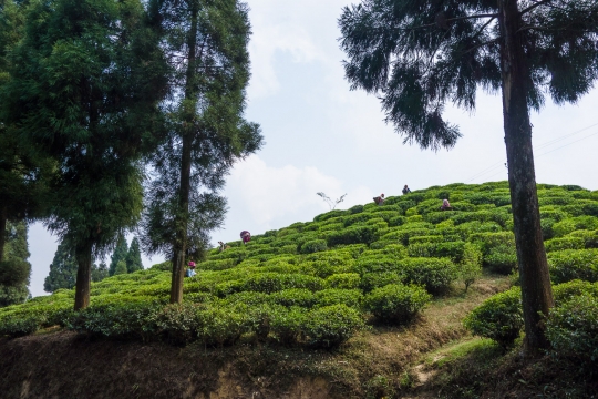 Tea near Mirik