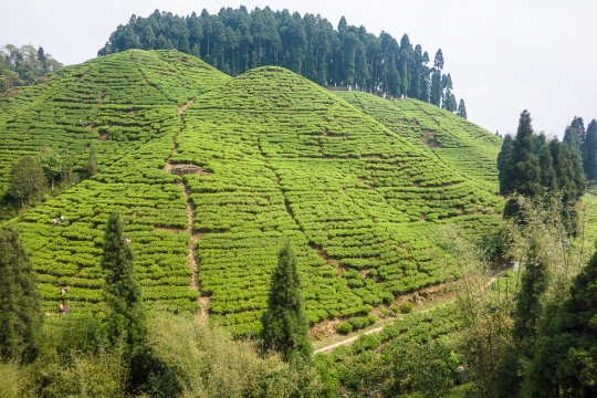 Tea near Mirik