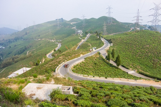 Tea near Mirik