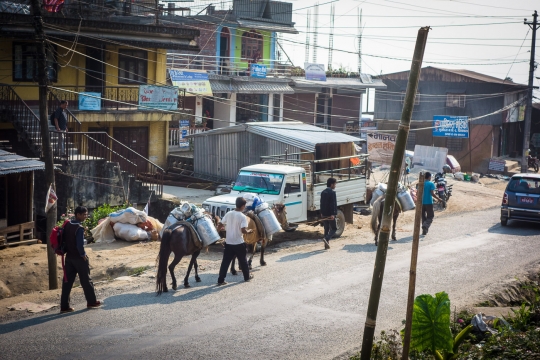 Horses transporting milk
