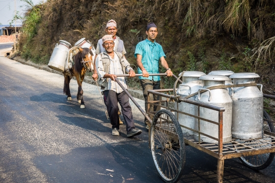 Transporting milk