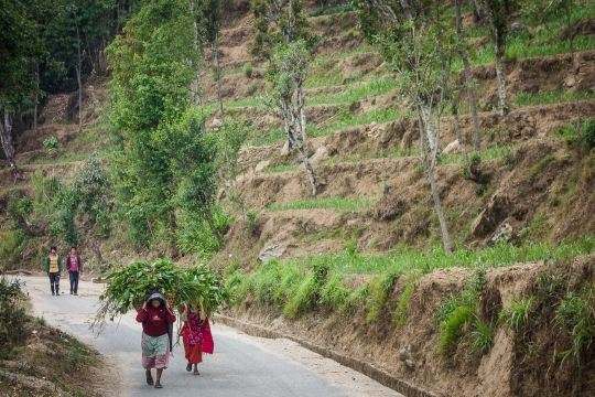 Women carrying bushes