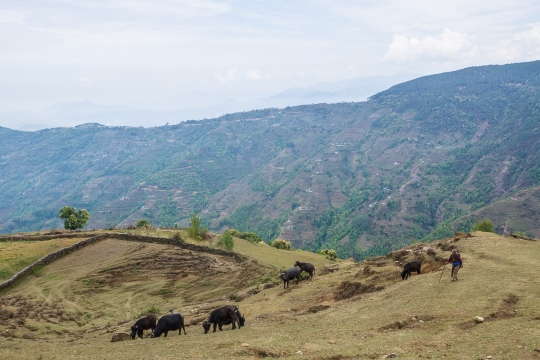 Local herd