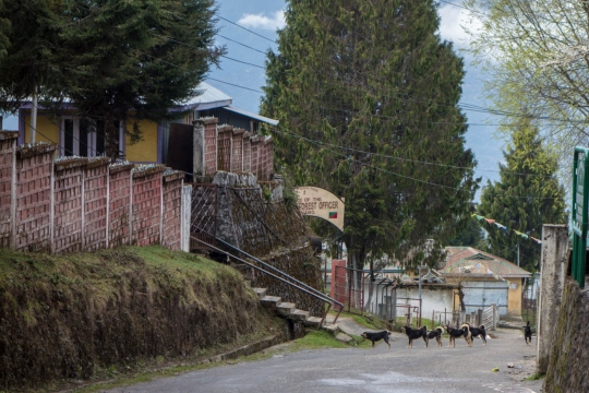Packs of stray dogs roaming streets of Tawang
