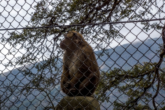 Monkeys!?