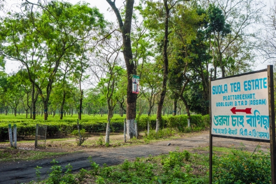 Tea estates