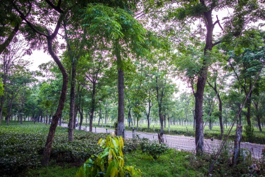 Tea fields