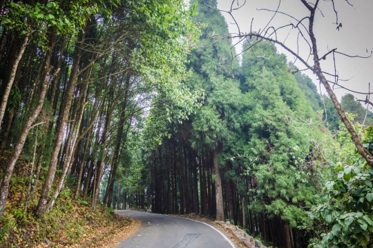 Forrest road