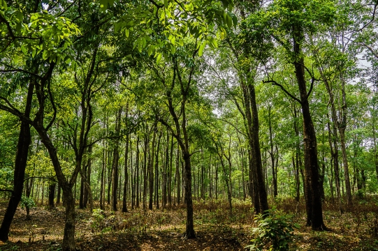 Impressive forrest