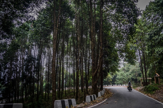 Cycling through the woods