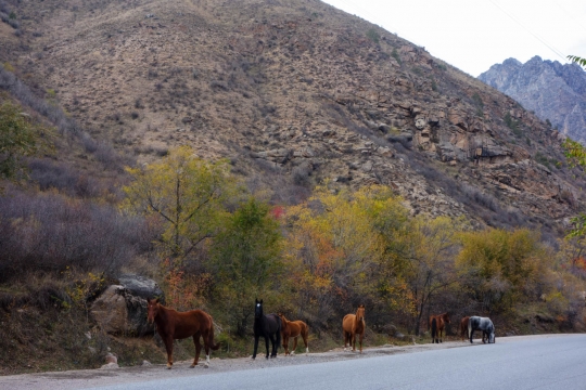 Horses on the road
