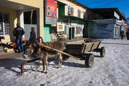Donkey at the bazar