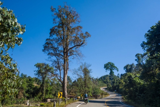 Beautiful tree