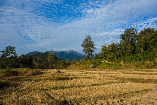 Fields