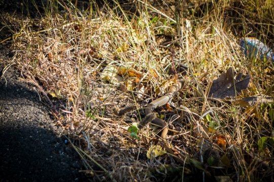 Snake sliding away