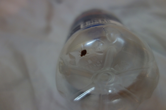 Our bed bug, iieuww...