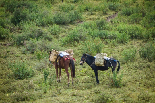 Pack horses carrying load