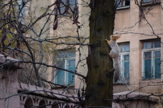 Squirrel