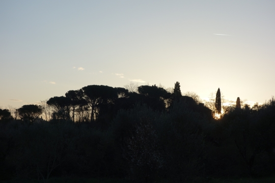Nice view of Tuscan trees