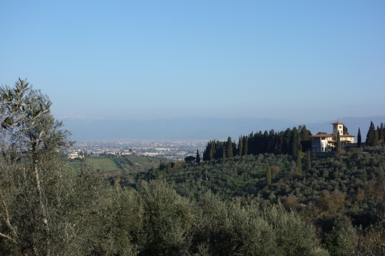 Nice view of Tuscan trees