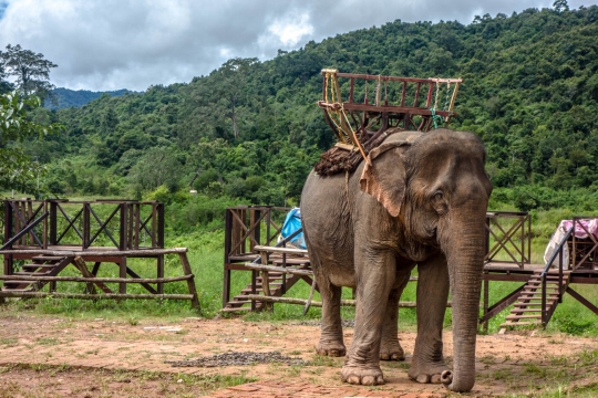 Elephant as tourist attraction