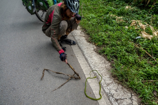 Dead snake
