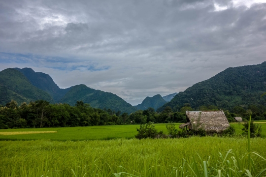 Rice fields