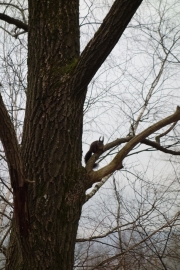 Squirrel in the tree