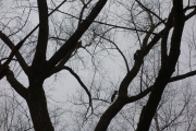 Mating squirrels, how many can you count?