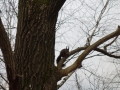 Squirrel in the tree