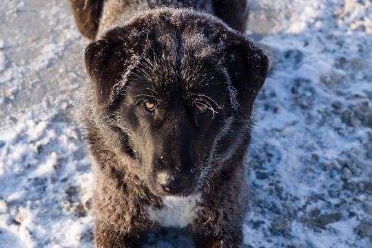 The black dog