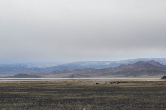 Horses