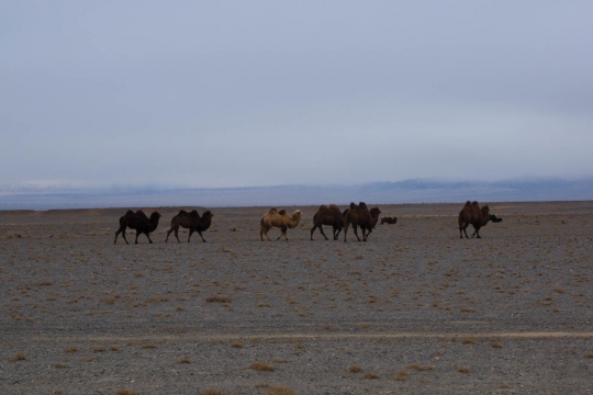Camels