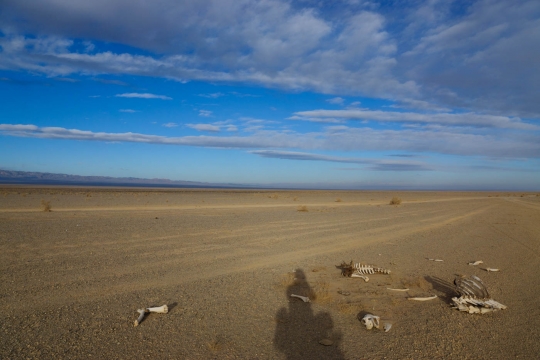 Lonely road and a dead camel