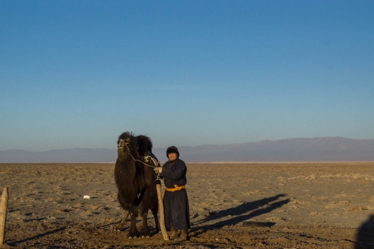 Time to go and check on the camels