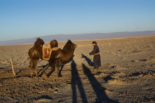 Time to go and check on the camels
