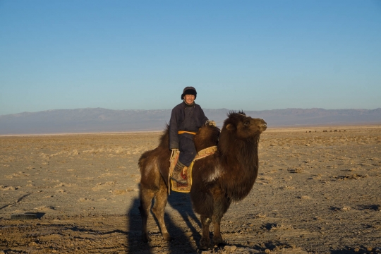 Time to go and check on the camels