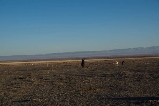 Time to go and check on the camels