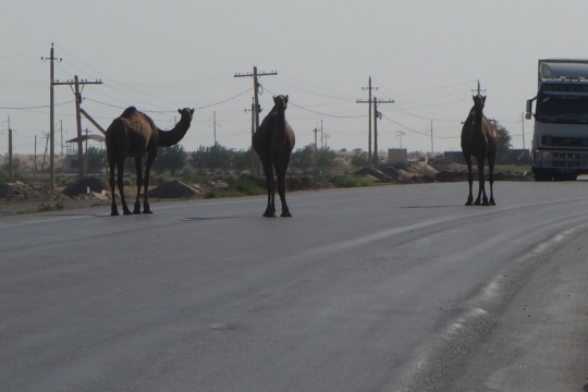 Camels!!