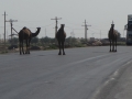 Camels!!