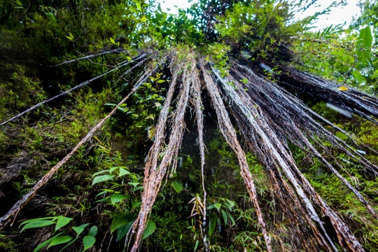 Vines, roots and water