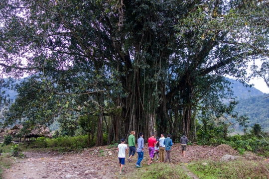 Bunyan tree