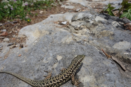Lizard