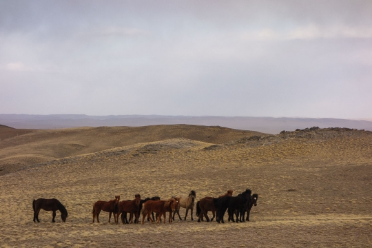 Horses that came to play with Martin