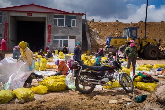 Women working hard packing vegetables