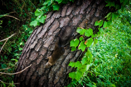 Squirrel!
