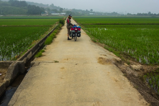 Cycling through Rice fields
