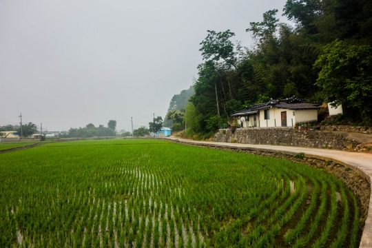 Cycling through Rice fields